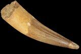 Bargain, Spinosaurus Tooth - Restored Tip #185711-1